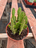 6” Opuntia monacantha live cactus , live plant.
