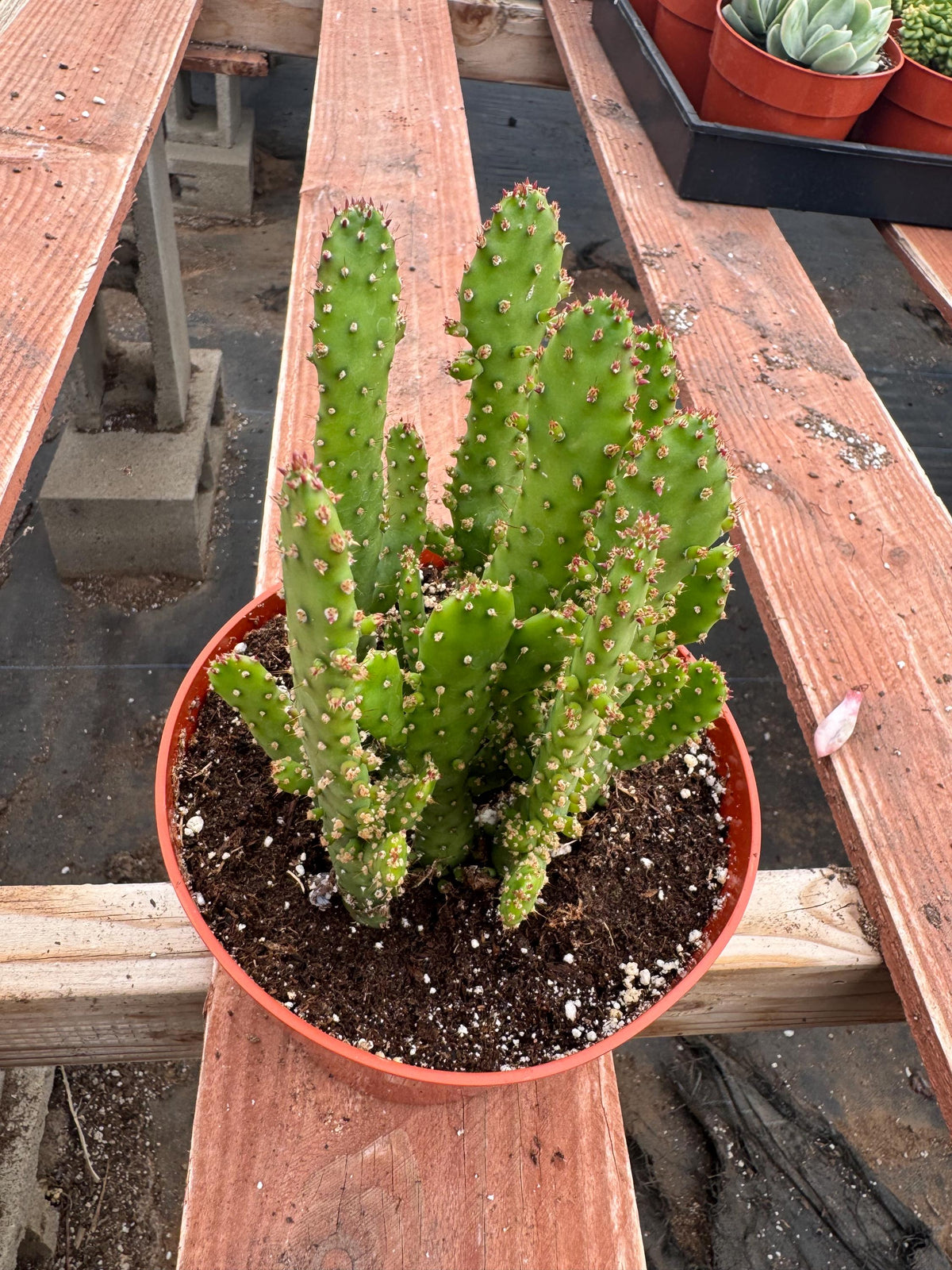 6” Opuntia monacantha live cactus , live plant.