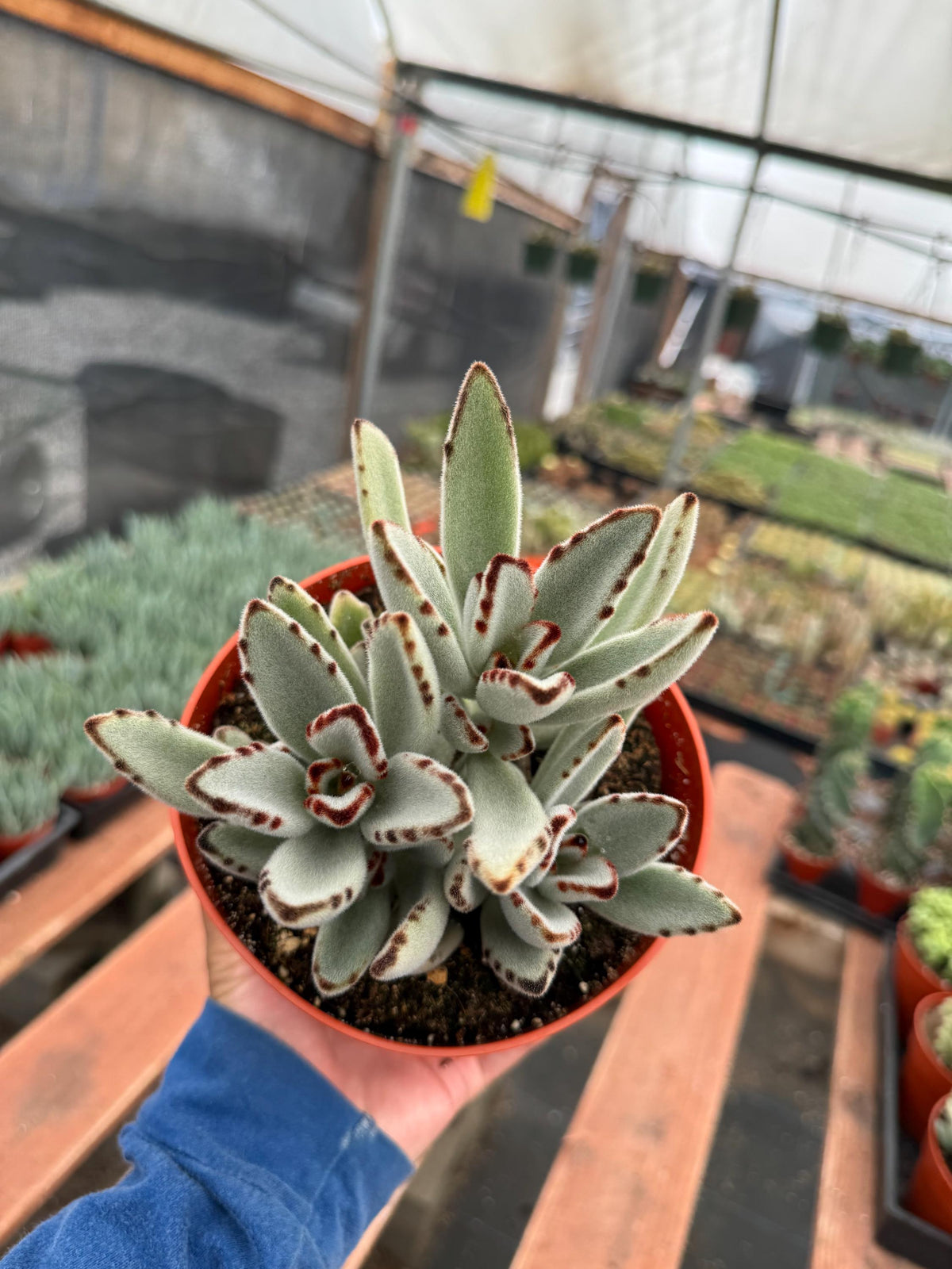 6” Kalanchoe Tomentosa – Panda Plant Live Succulent | Fuzzy Indoor Houseplant | 