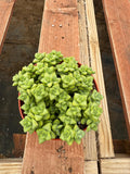 6” Crassula Rupestris live plants, house plants.