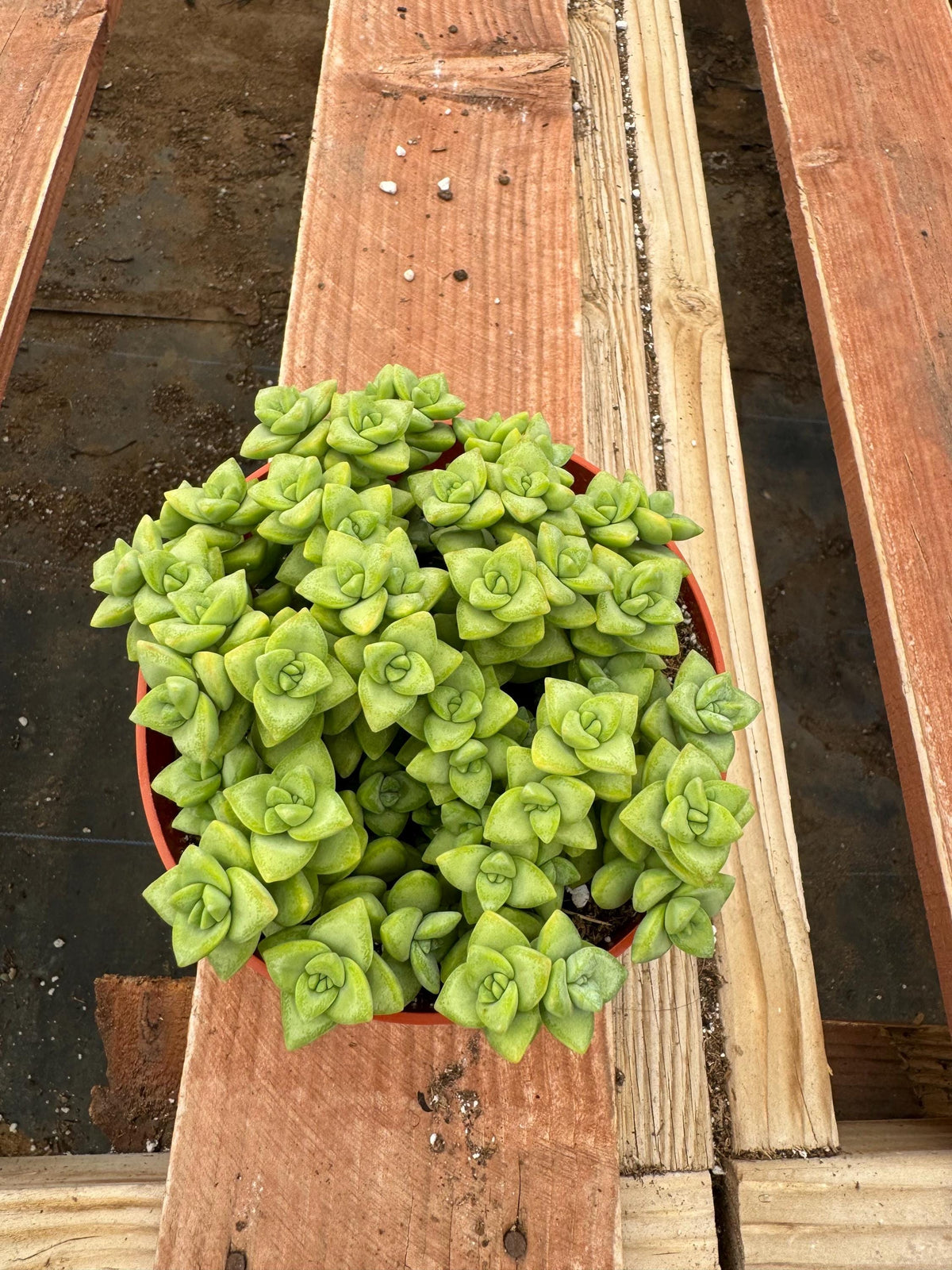 6” Crassula Rupestris live plants, house plants.