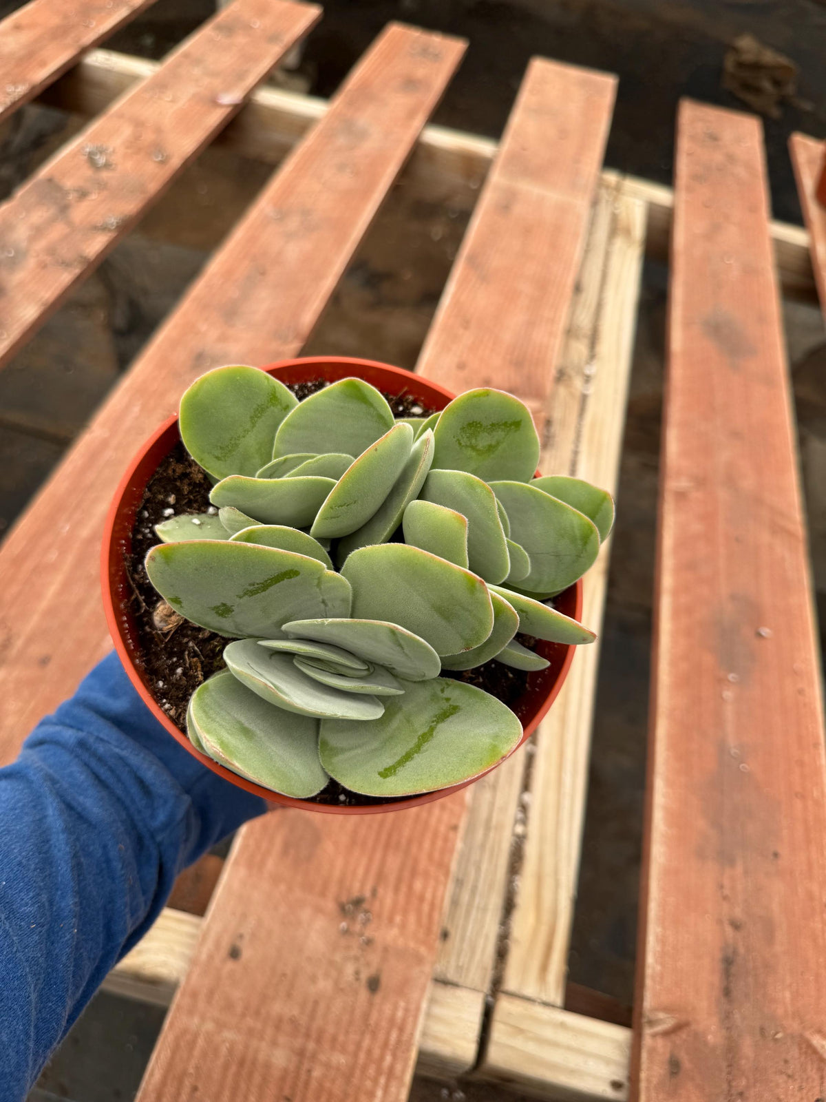6” Crassula Cotyledonis live plants , house plants