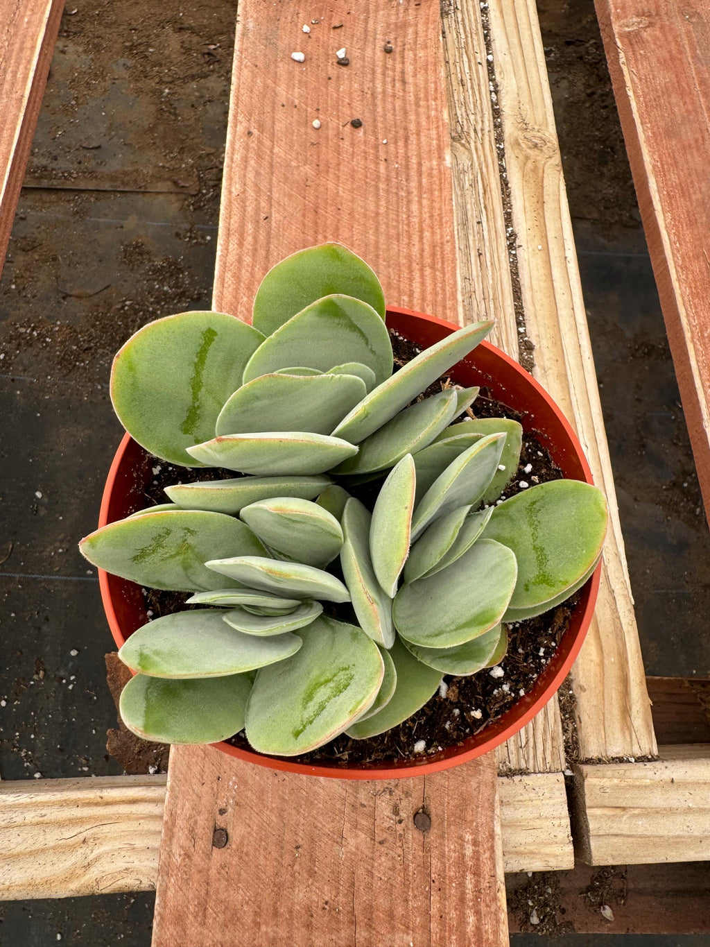 6” Crassula Cotyledonis live plants , house plants