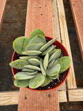 6” Crassula Cotyledonis live plants , house plants