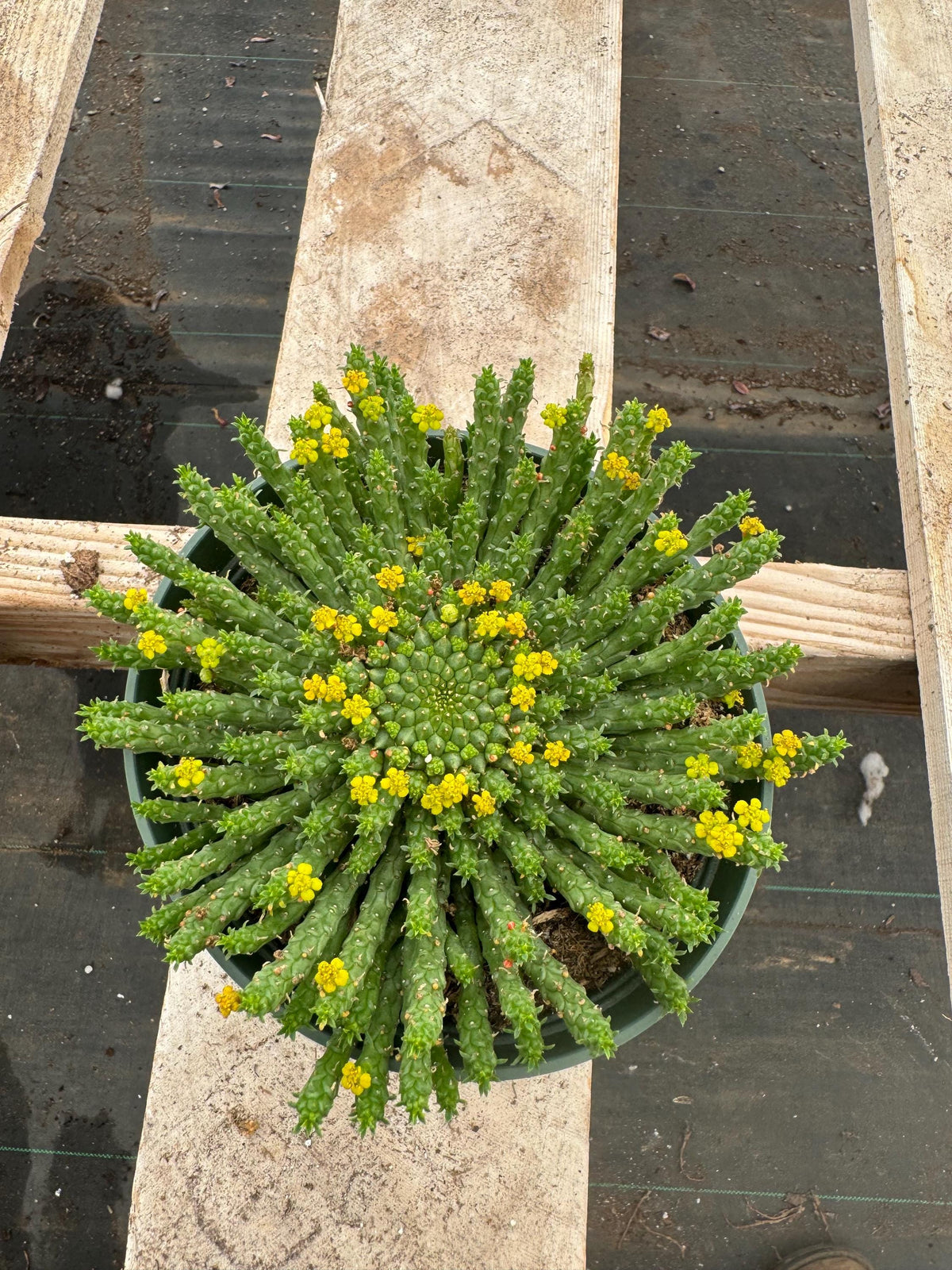 6” Euphorbia Medusa live plant , house plants