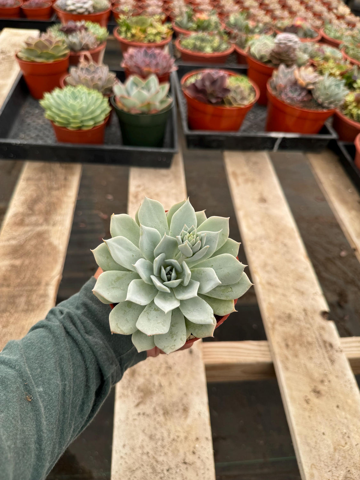 4” Echeveria Laui – Rosette Succulent, Easy Care Houseplant