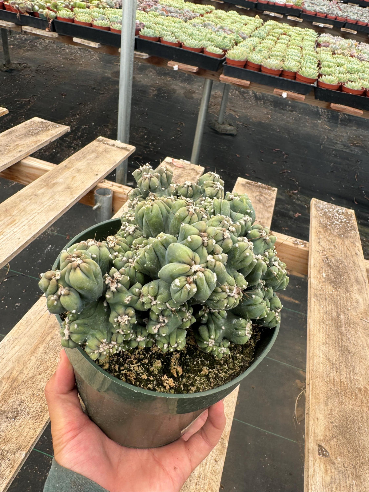 6” Monstrose ‘Ming Thing’ – Rare Live Cactus | Unique Succulent Houseplant | Scu