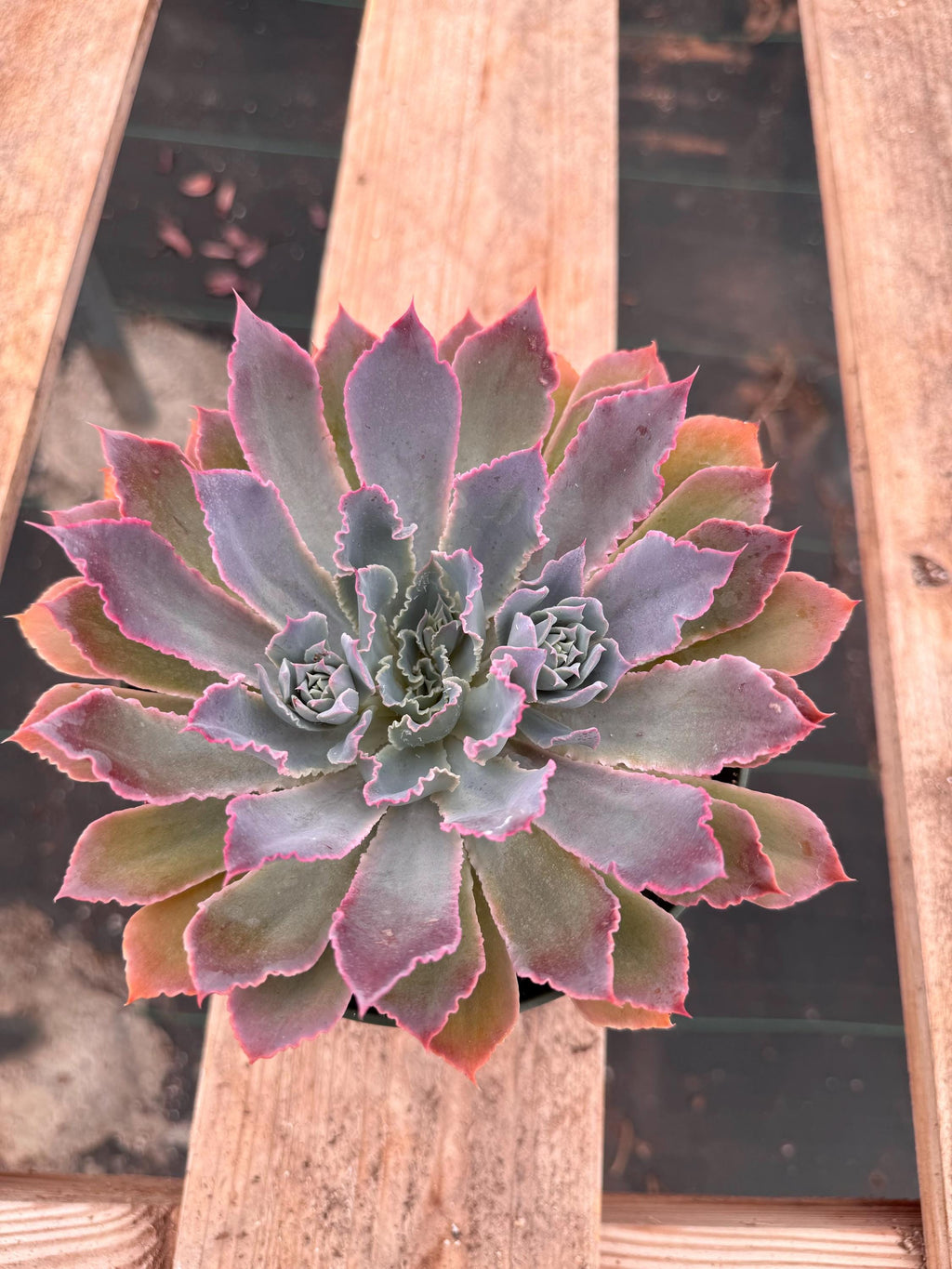 6” Echeveria ‘Neon Breakers’ live plant , house plant.