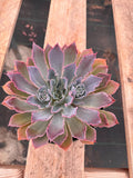 6” Echeveria ‘Neon Breakers’ live plant , house plant.