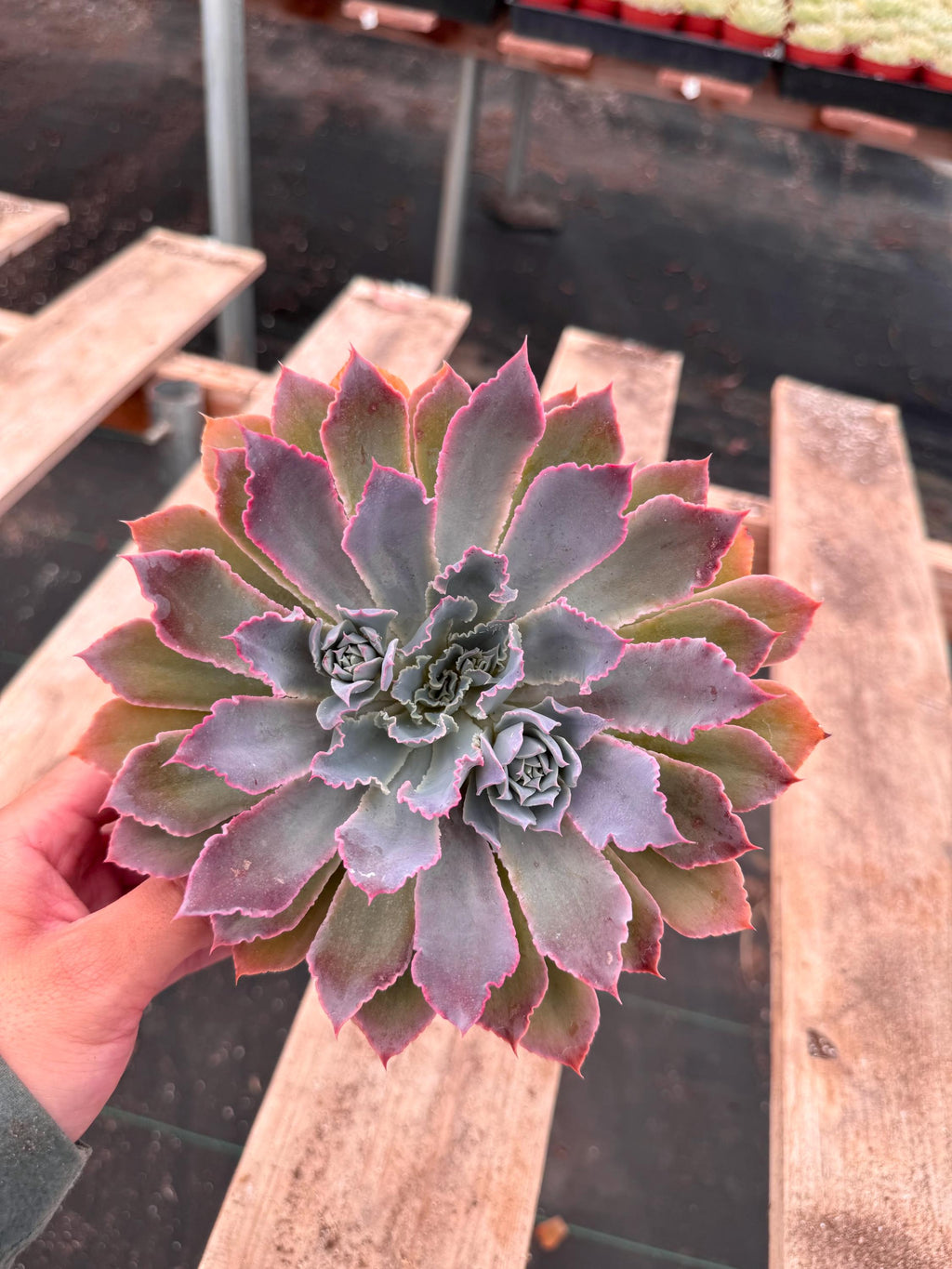 6” Echeveria ‘Neon Breakers’ live plant , house plant.