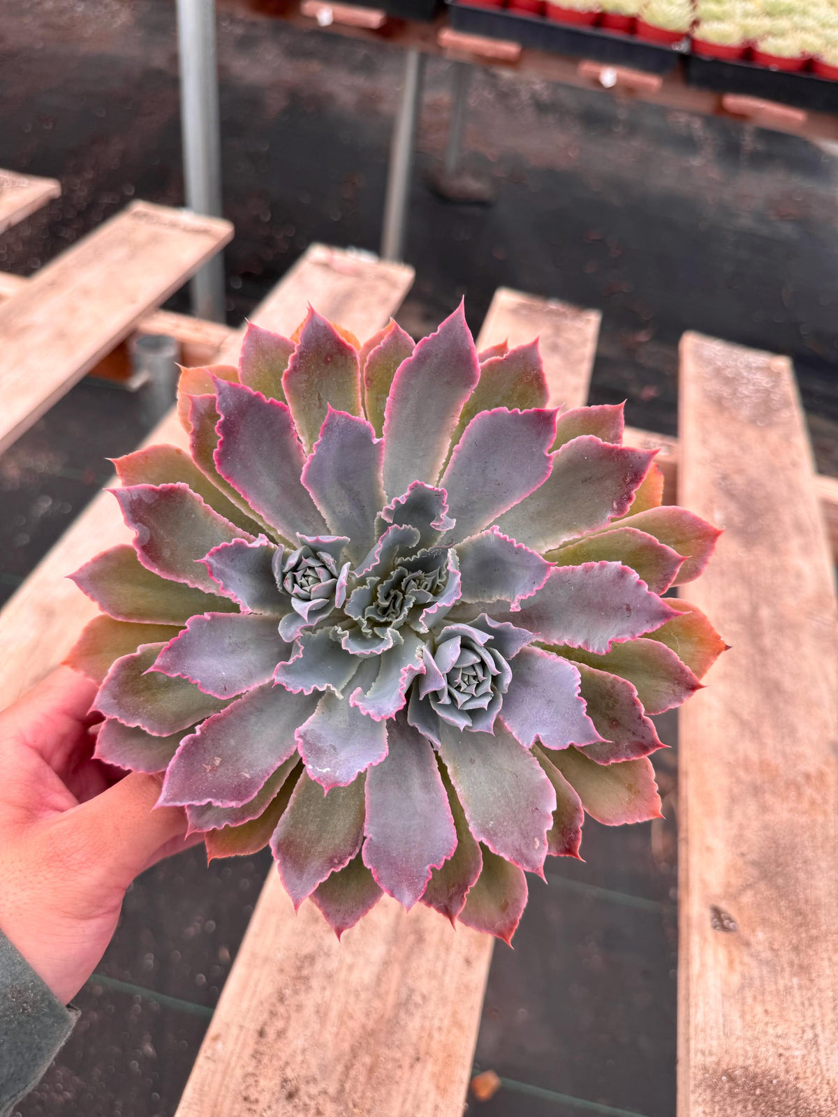 6” Echeveria ‘Neon Breakers’ live plant , house plant.