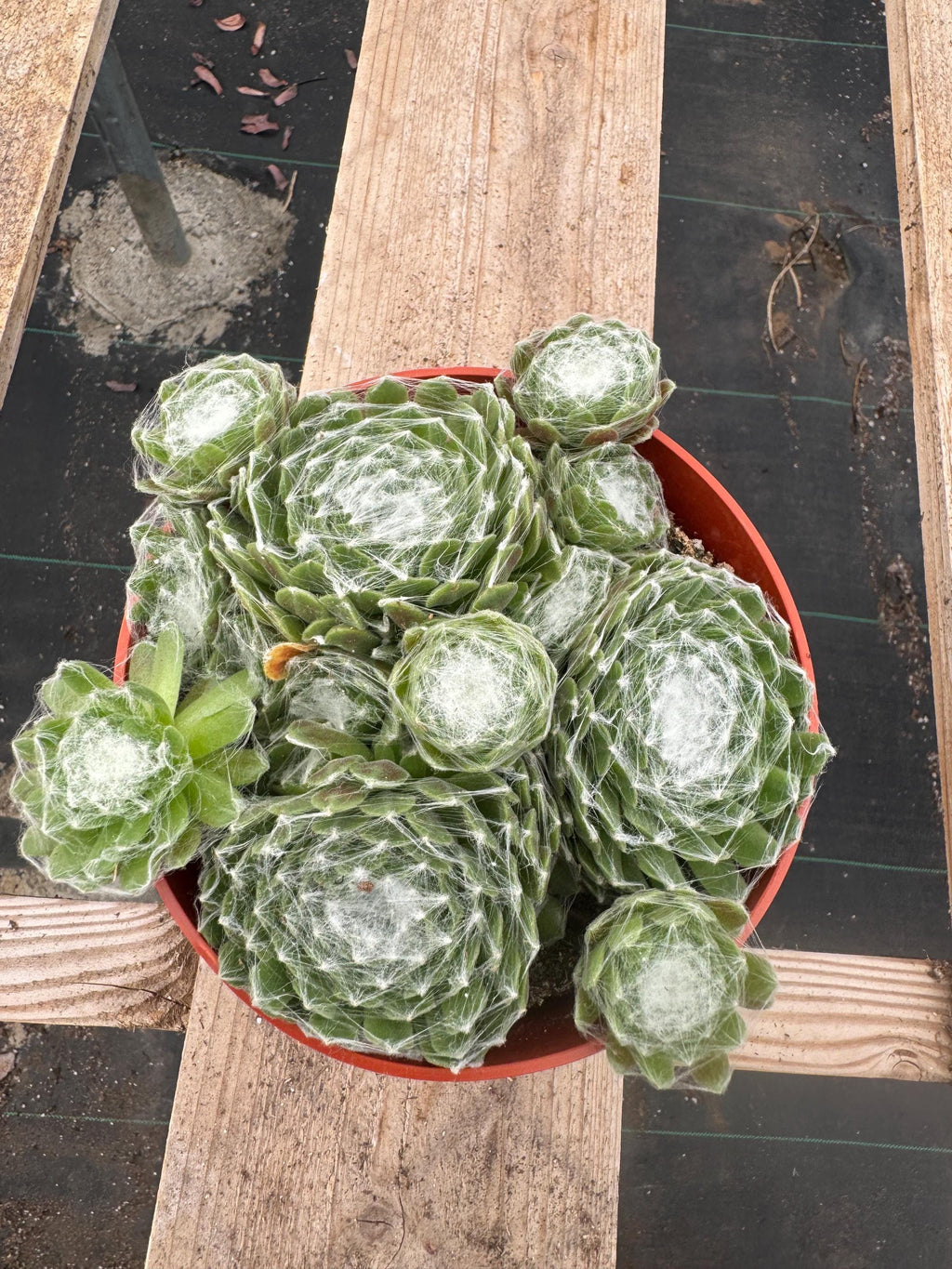 6” Sempervivum Arachnoideum live plant, house plant.