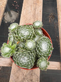 6” Sempervivum Arachnoideum live plant, house plant.