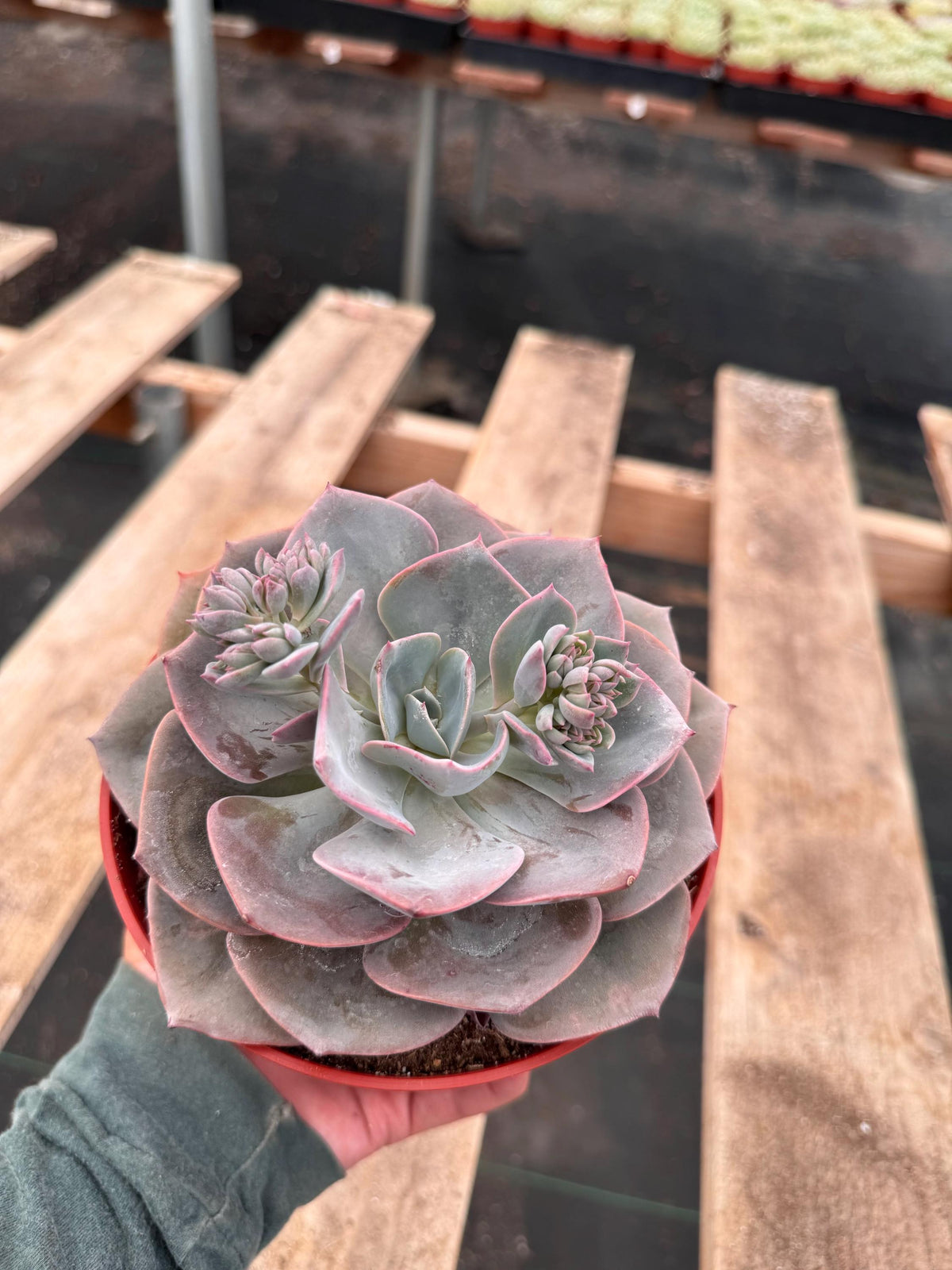 6” Echeveria ‘Dusty Rose’ live plant, house plant.