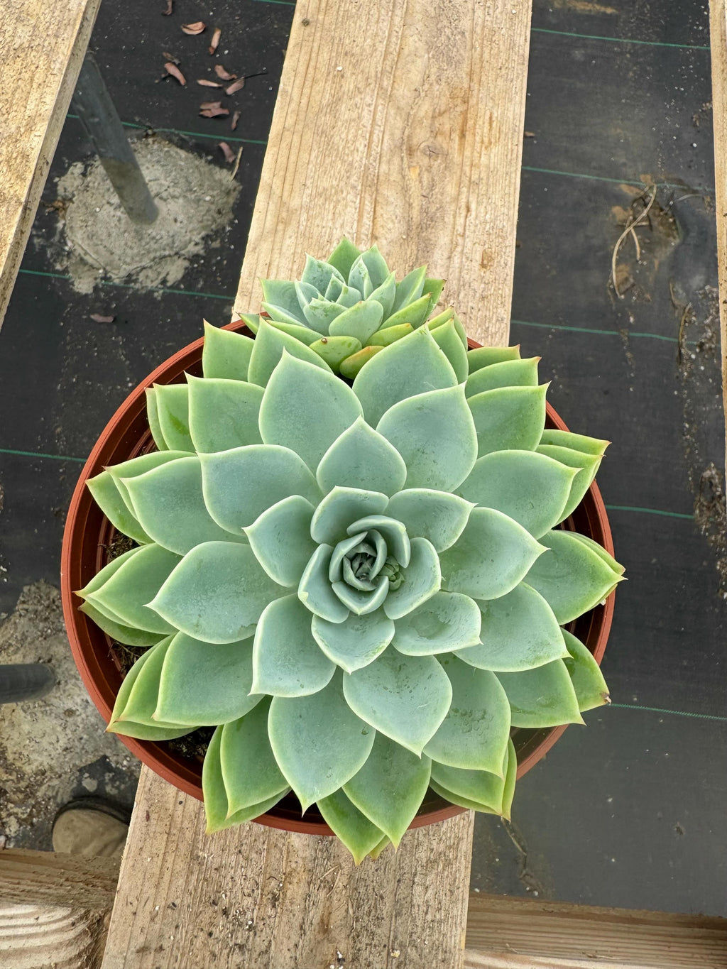 6” Echeveria ‘Blue Atol’ live plant , house plant.