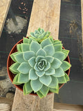 6” Echeveria ‘Blue Atol’ live plant , house plant.