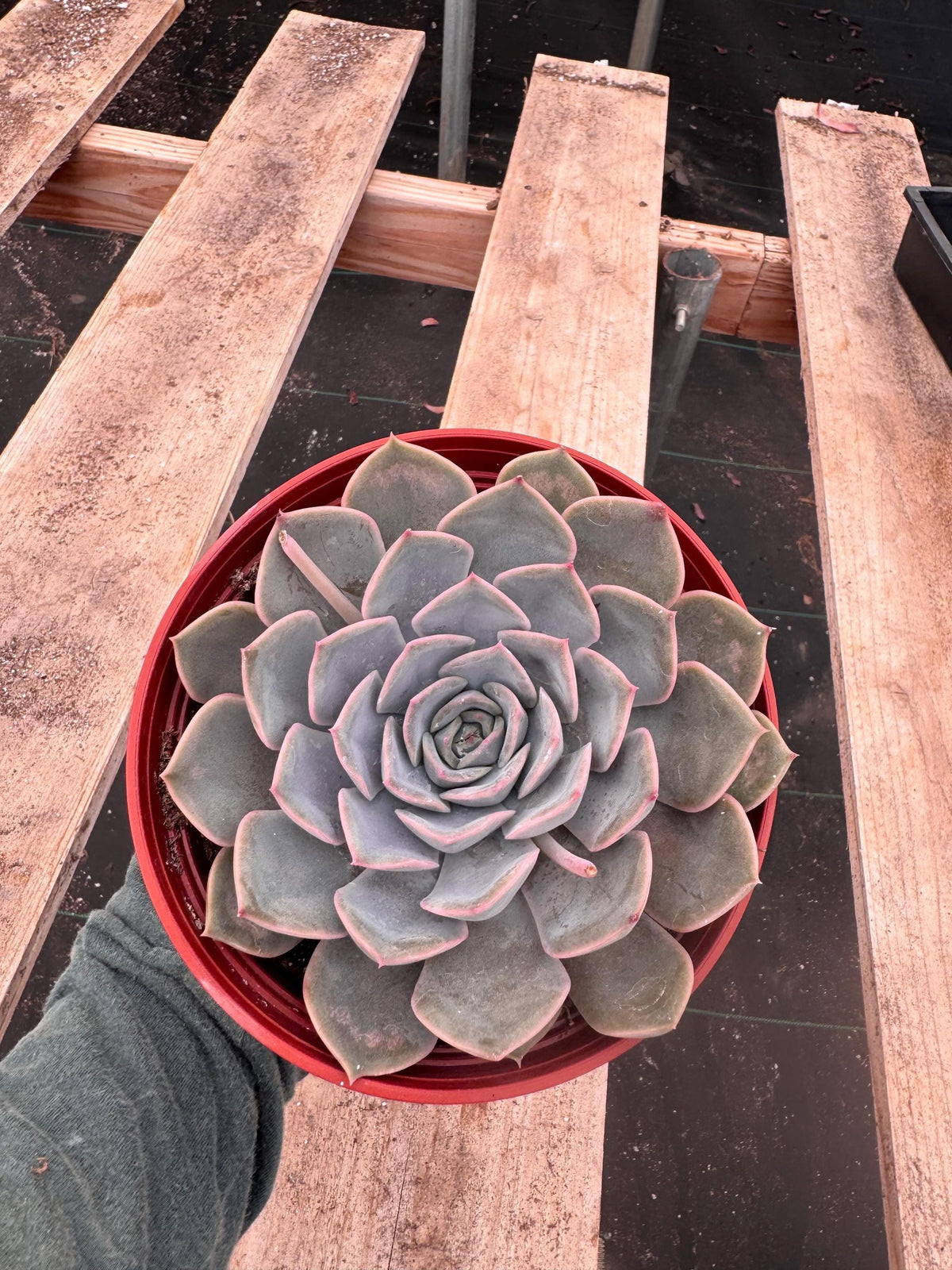 6” Echeveria ‘Lilacina’ live plant, house plant.