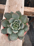 4” Echeveria ‘Moranii’ – Live Succulent Plant | Rosette Houseplant | Easy Care I