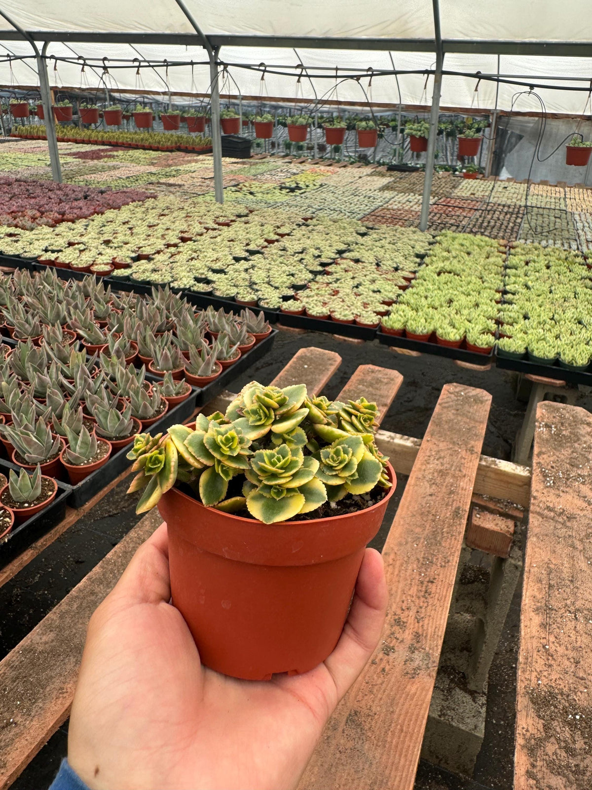 4” Crassula ‘Comet’ – Live Succulent Plant | Unique Rosette Houseplant | Easy Ca