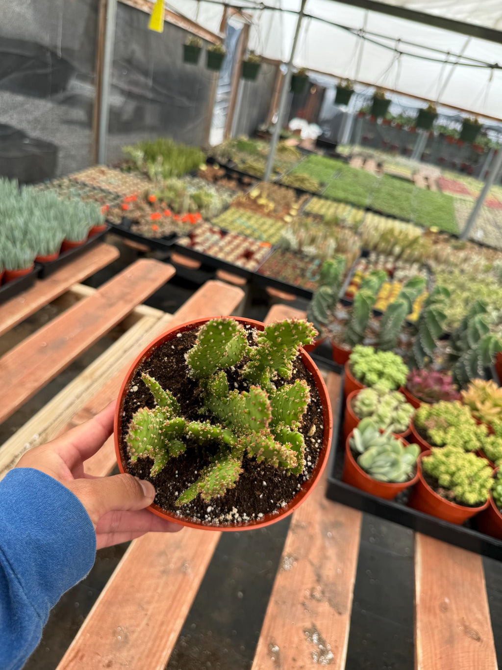 6” Opuntia monacantha live cactus , live plant.