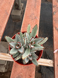 6” Kalanchoe Tomentosa – Panda Plant Live Succulent | Fuzzy Indoor Houseplant | 