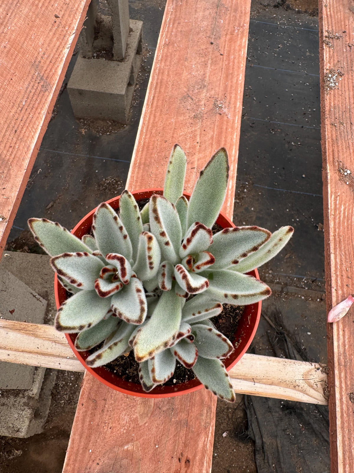 6” Kalanchoe Tomentosa – Panda Plant Live Succulent | Fuzzy Indoor Houseplant | 