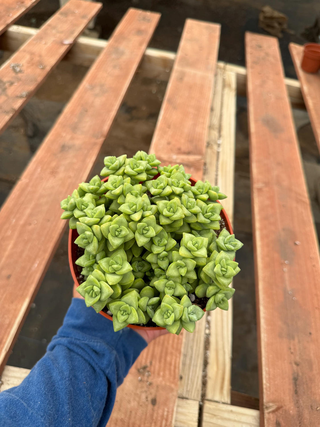 6” Crassula Rupestris live plants, house plants.