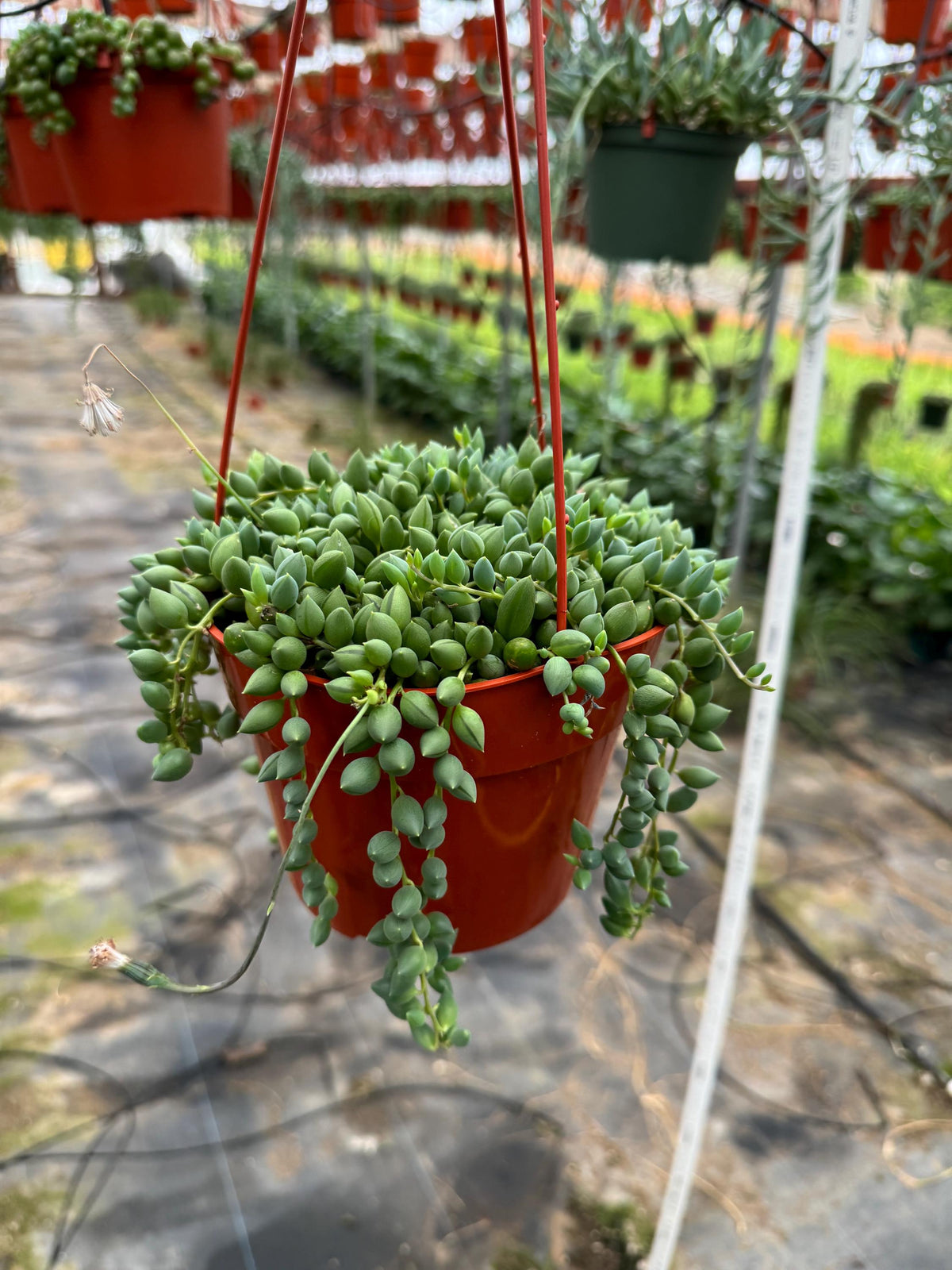 6” Hanging String of Tears house plant , live plant