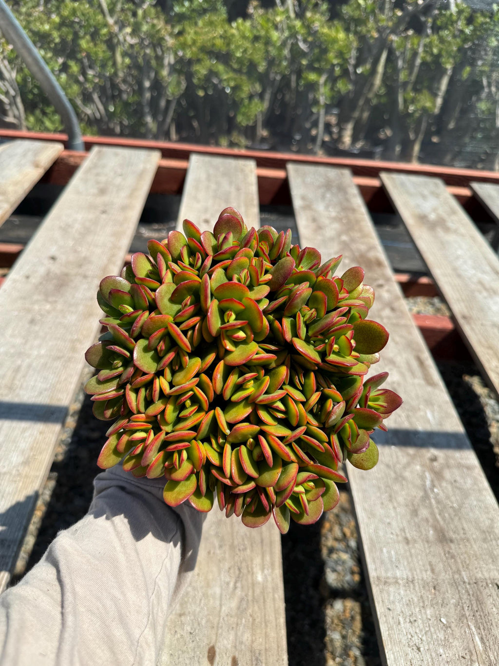 6” Crassula Jade Crosby live plant , house plant