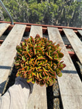 6” Crassula Jade Crosby live plant , house plant
