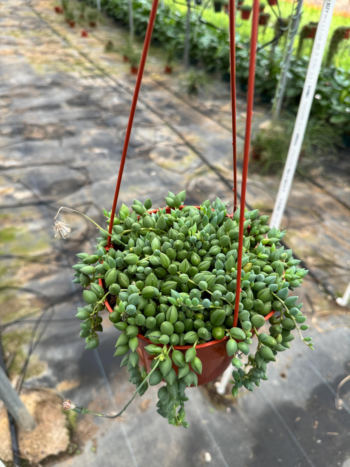 6" String Succulents – Live Plant Variety Pack (4 Plants)