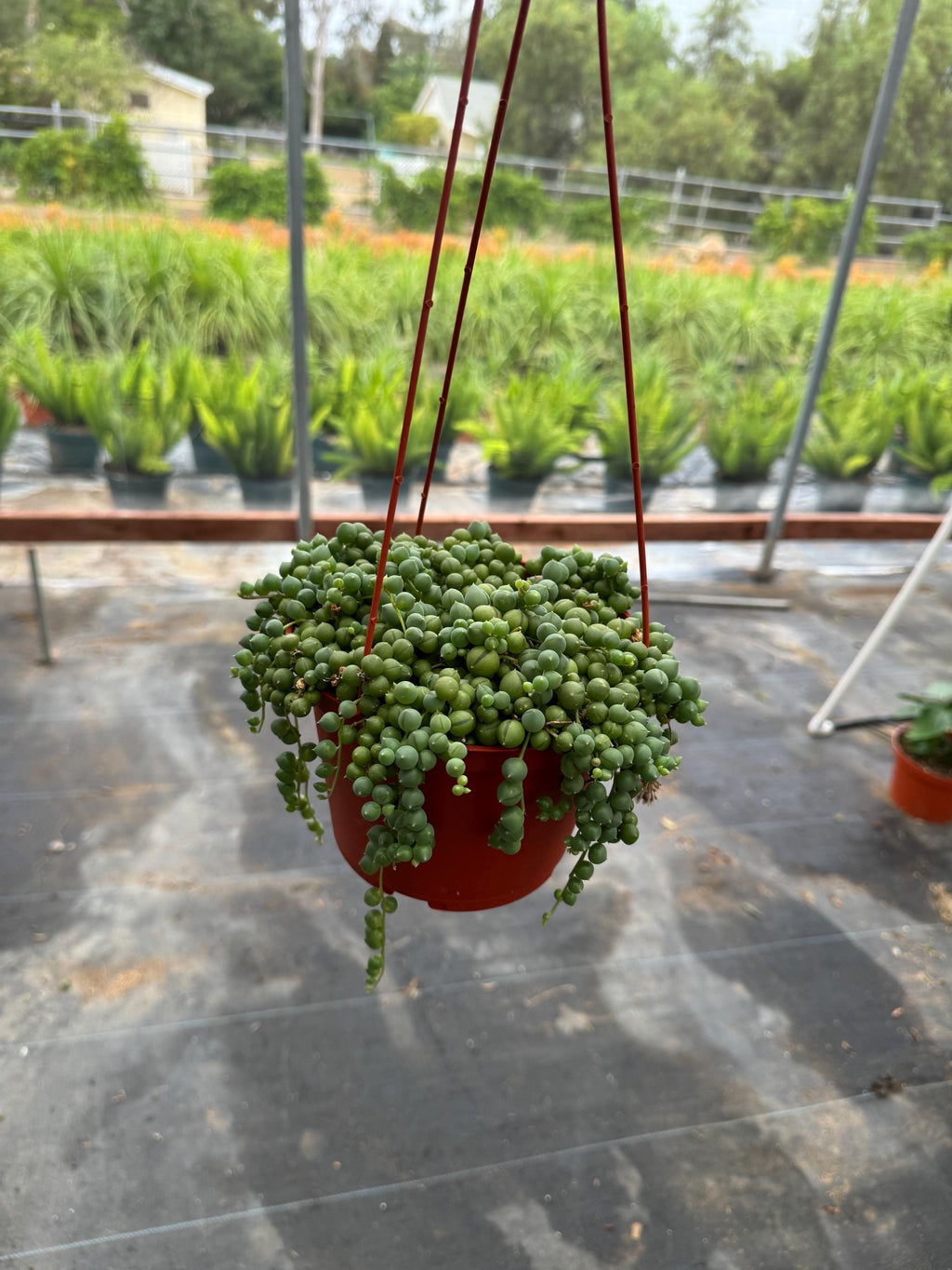 6" String Succulents – Live Plant Variety Pack (4 Plants)