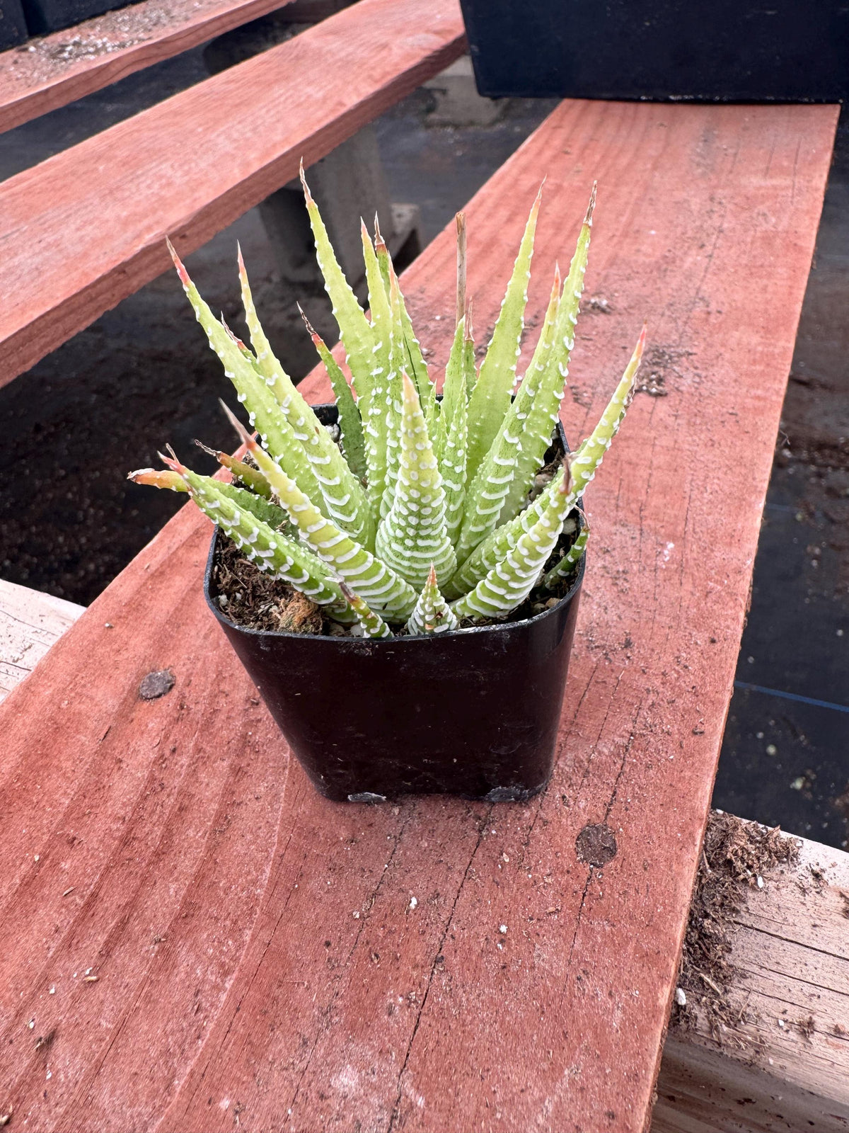 4” Variegated Zebra Haworthia – Live Succulent (4 Pack) | Rare Haworthia Plant |