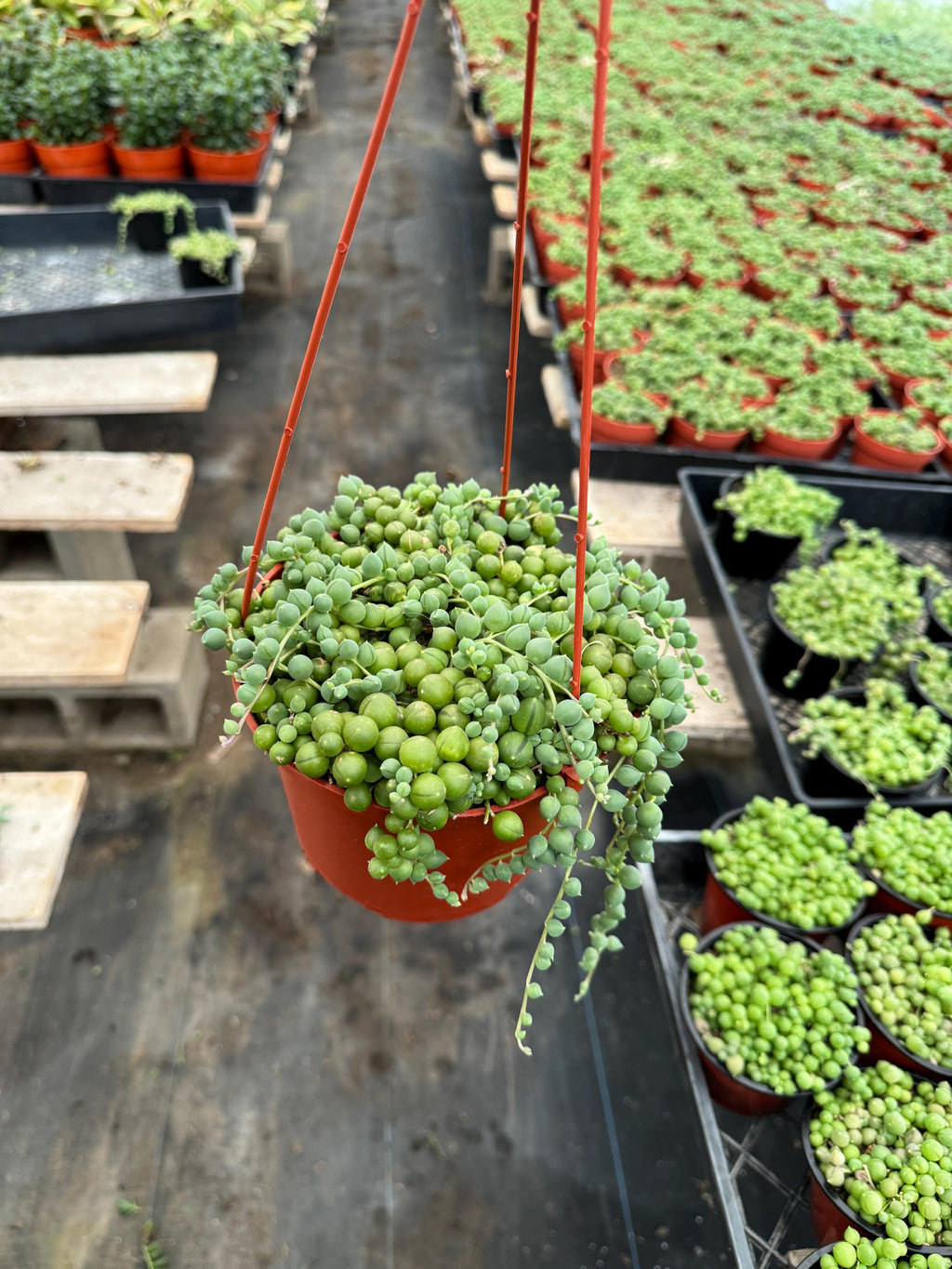 6” String of Pearls – Senecio Rowleyanus Live Plant | Trailing Succulent | Indoo
