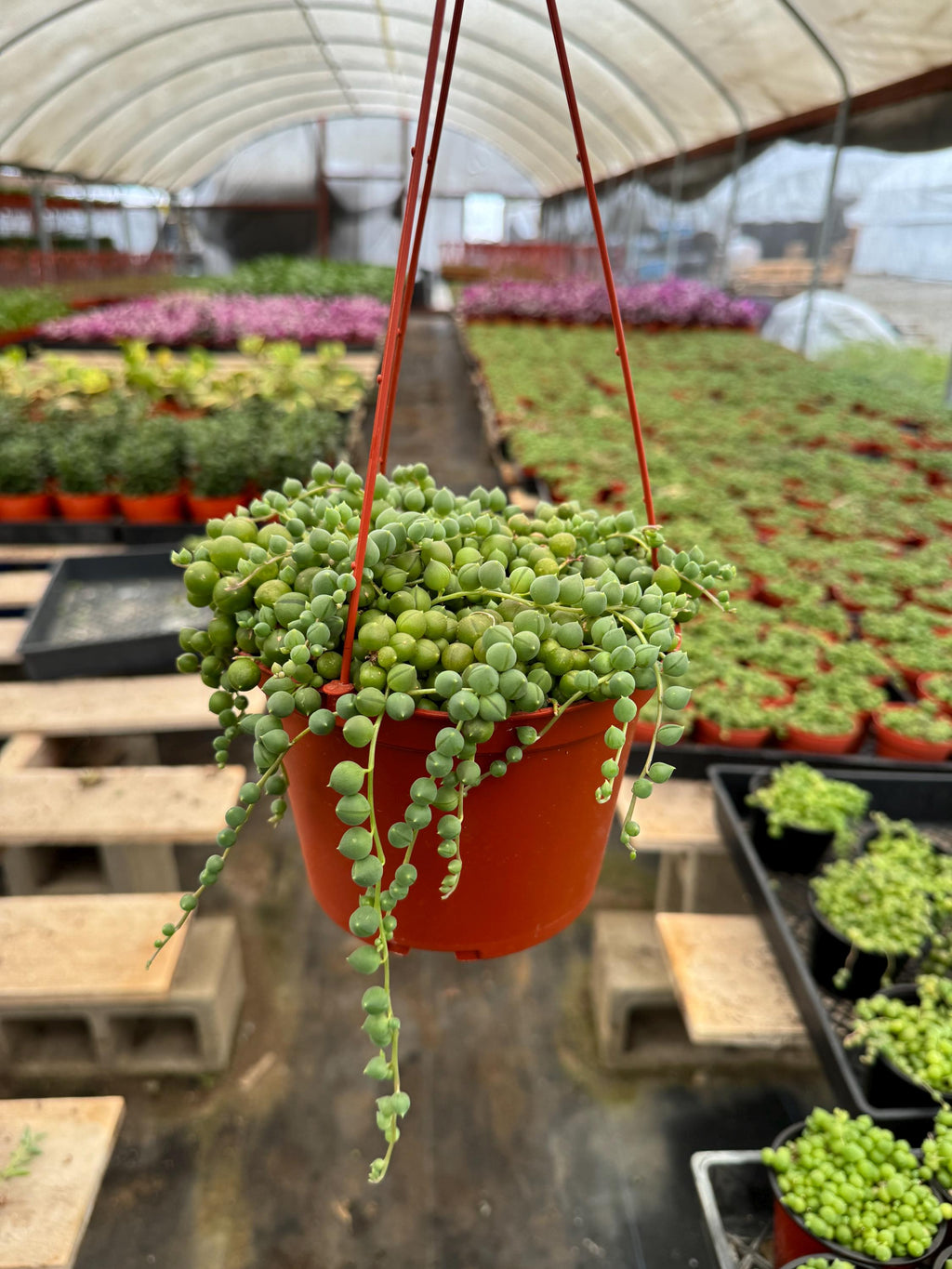 6” String of Pearls – Senecio Rowleyanus Live Plant | Trailing Succulent | Indoo
