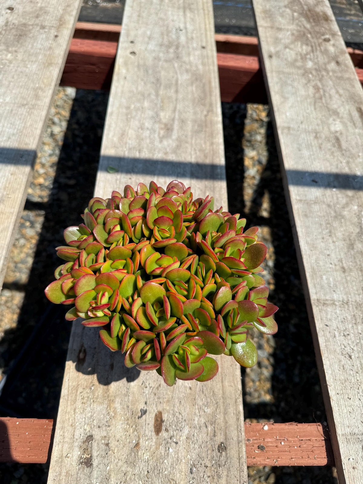 6” Crassula Jade Crosby live plant , house plant