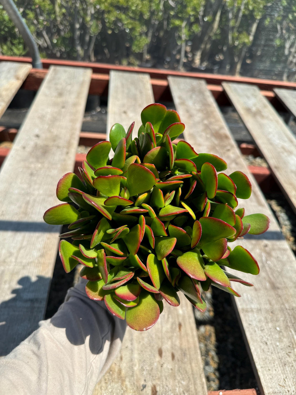 6” Crassula Jade Regular live plant, house plant.