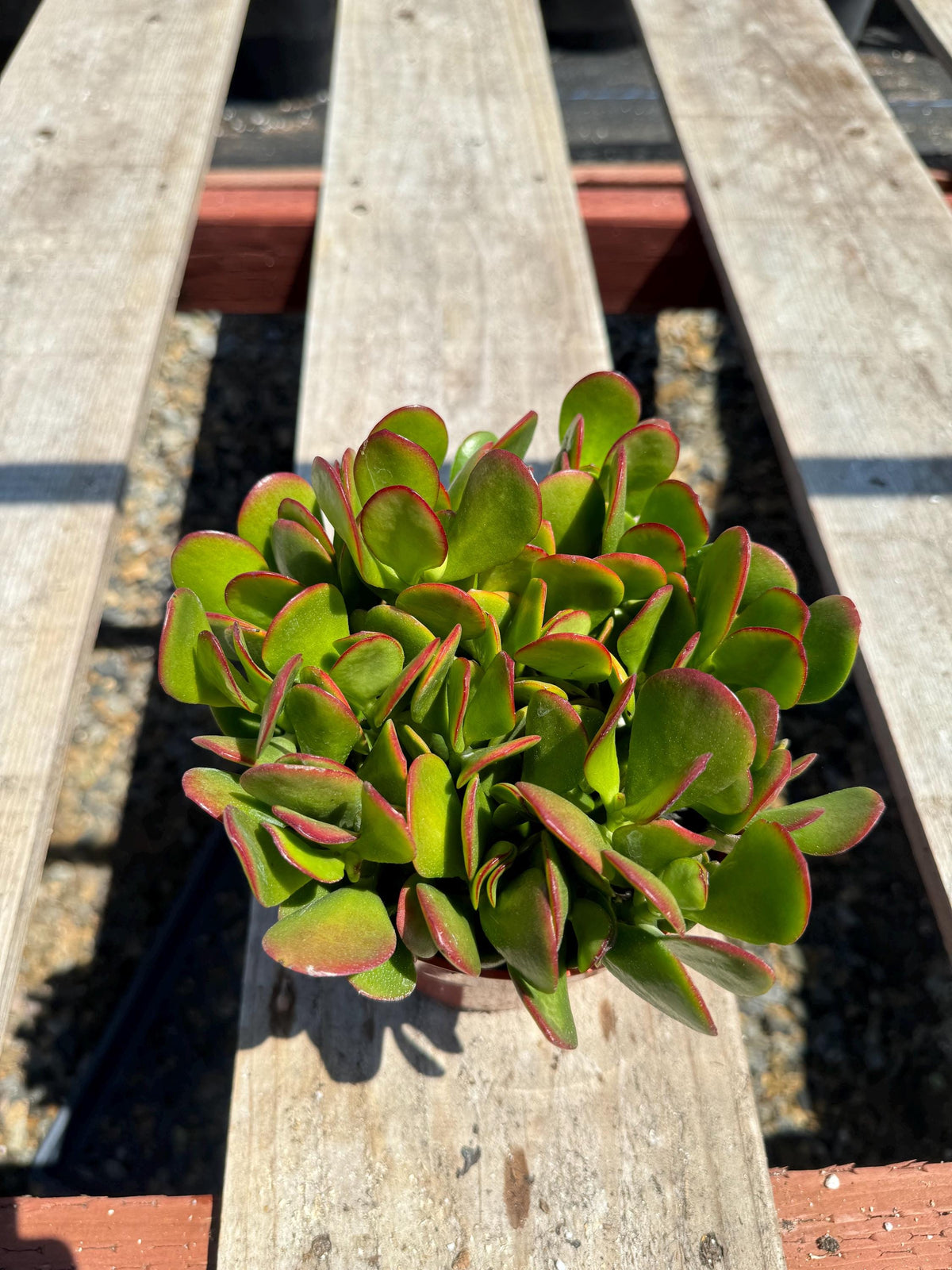 6” Crassula Jade Regular live plant, house plant.