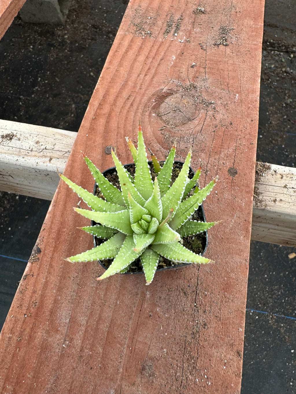 4” Variegated Zebra Haworthia – Live Succulent (4 Pack) | Rare Haworthia Plant |