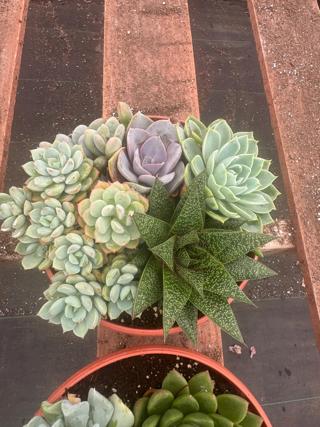8” Succulent Garden – Live Plant Combo, Easy Care Gift