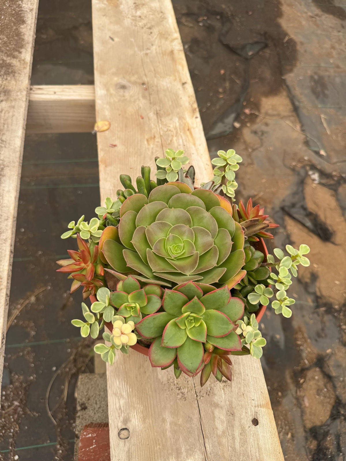 8” Succulent Garden – Live Plant Combo, Easy Care Gift