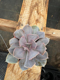 4” RARE curly perlevon live plant, house plant, ruffled, cacti