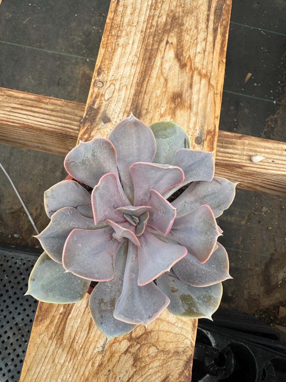4” RARE curly perlevon live plant, house plant, ruffled, cacti