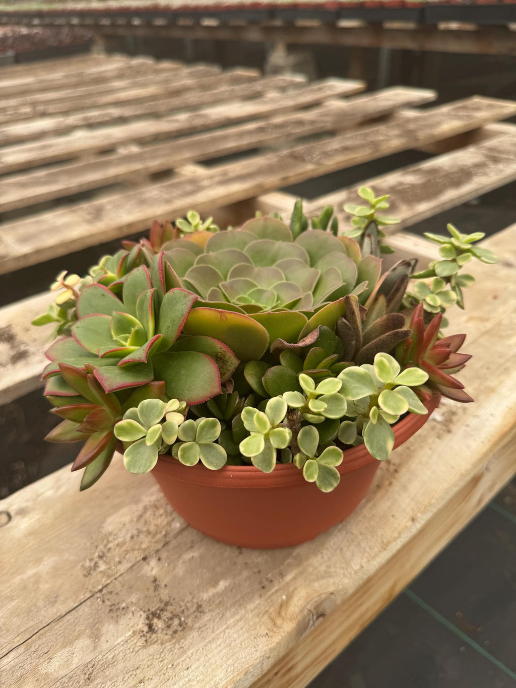 8” Succulent Garden – Live Plant Combo, Easy Care Gift