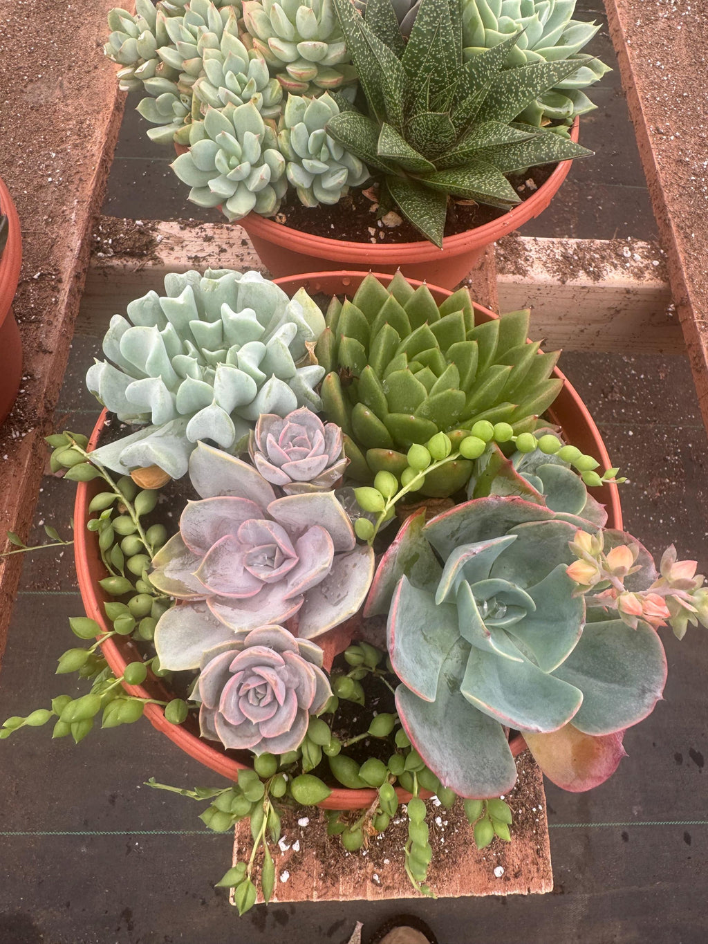 8” Succulent Garden – Live Plant Combo, Easy Care Gift