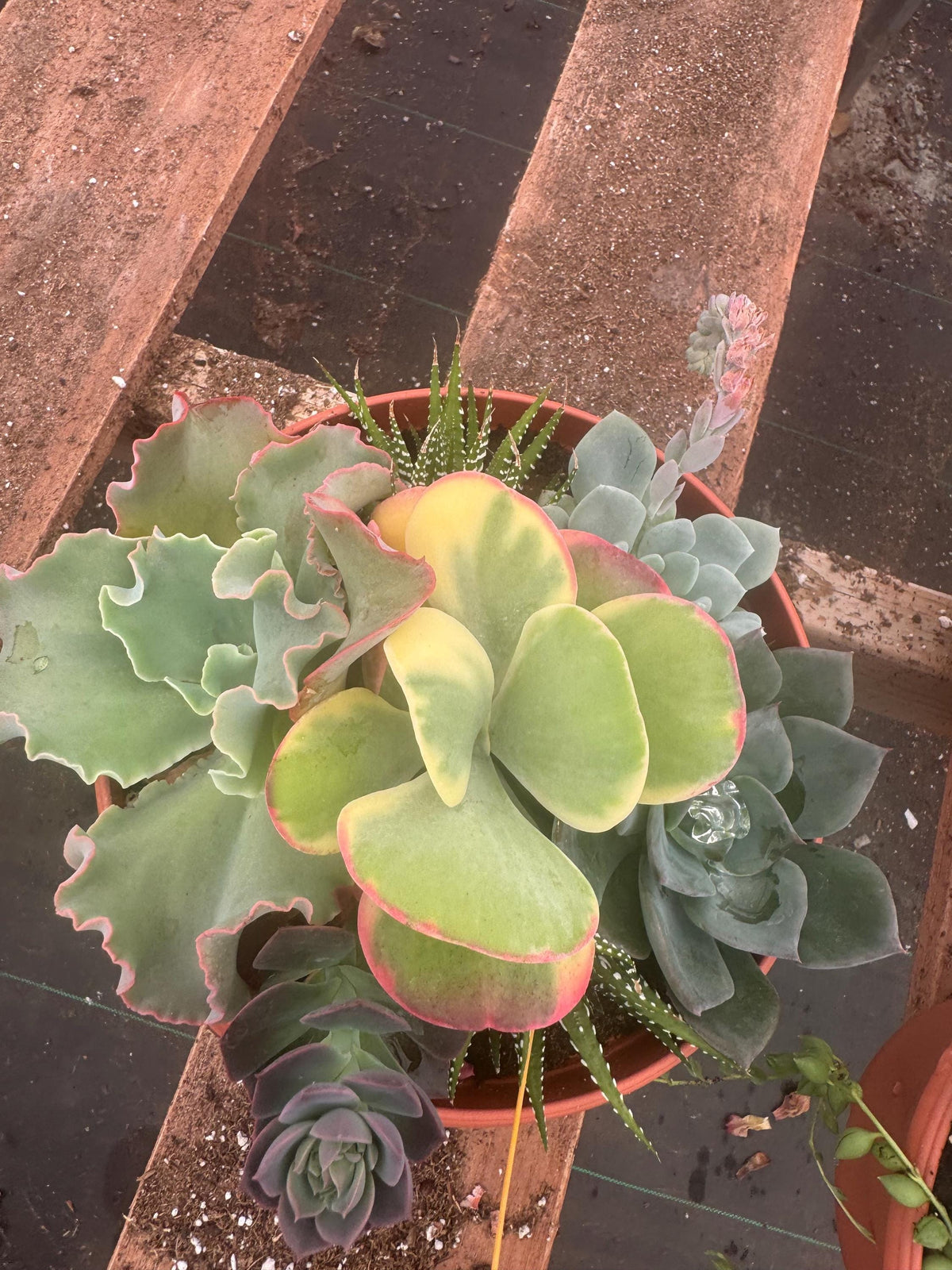 8” Succulent Garden – Live Plant Combo, Easy Care Gift