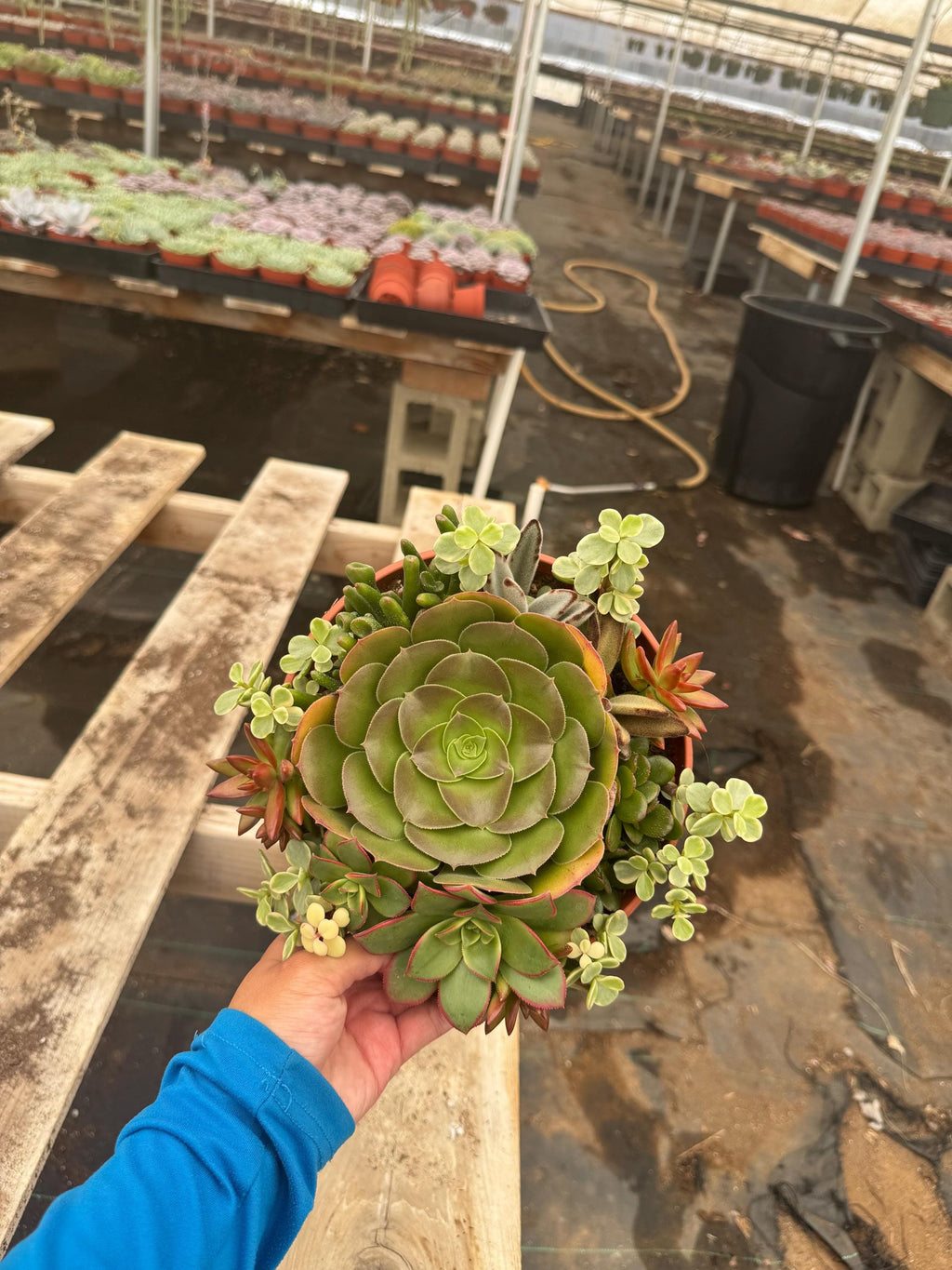 8” Succulent Garden – Live Plant Combo, Easy Care Gift