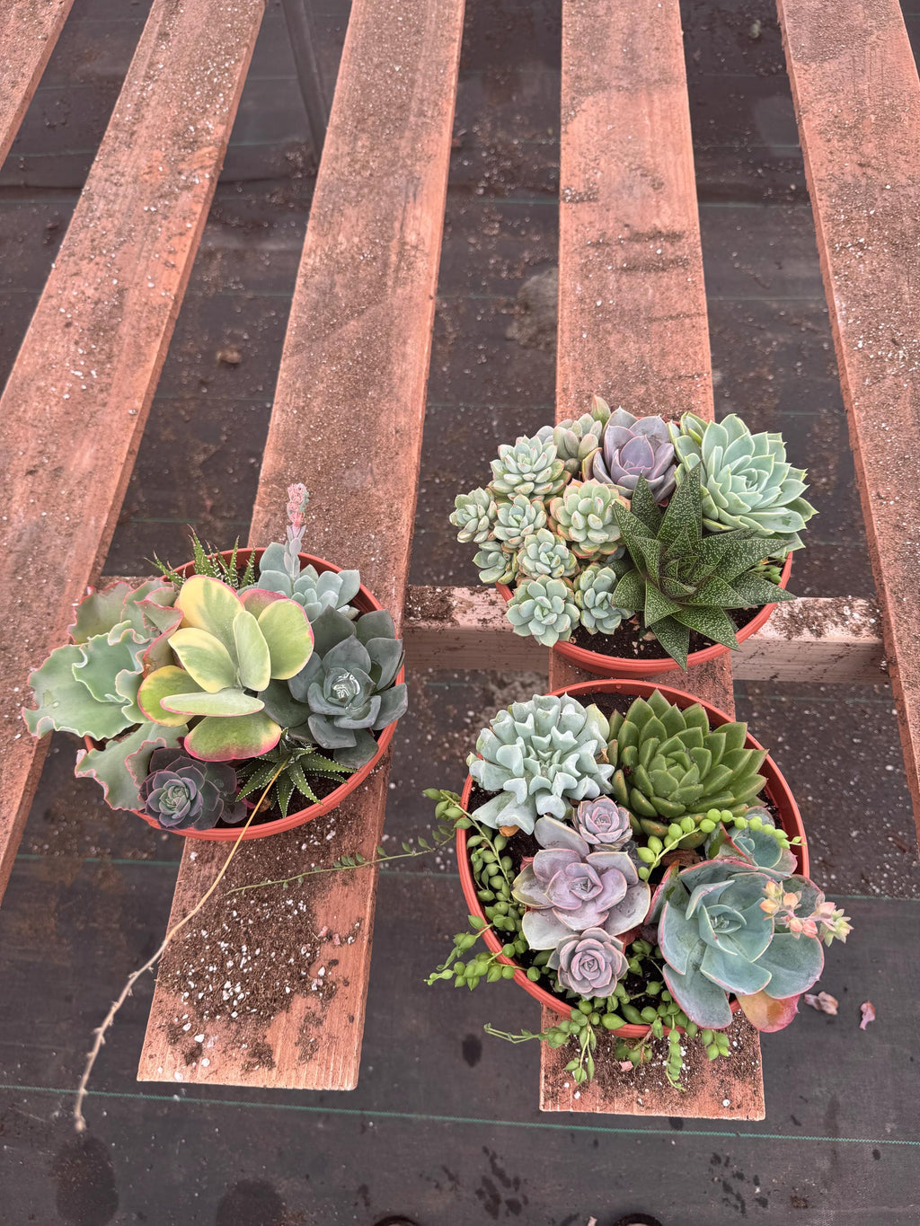 8” Succulent Garden – Live Plant Combo, Easy Care Gift