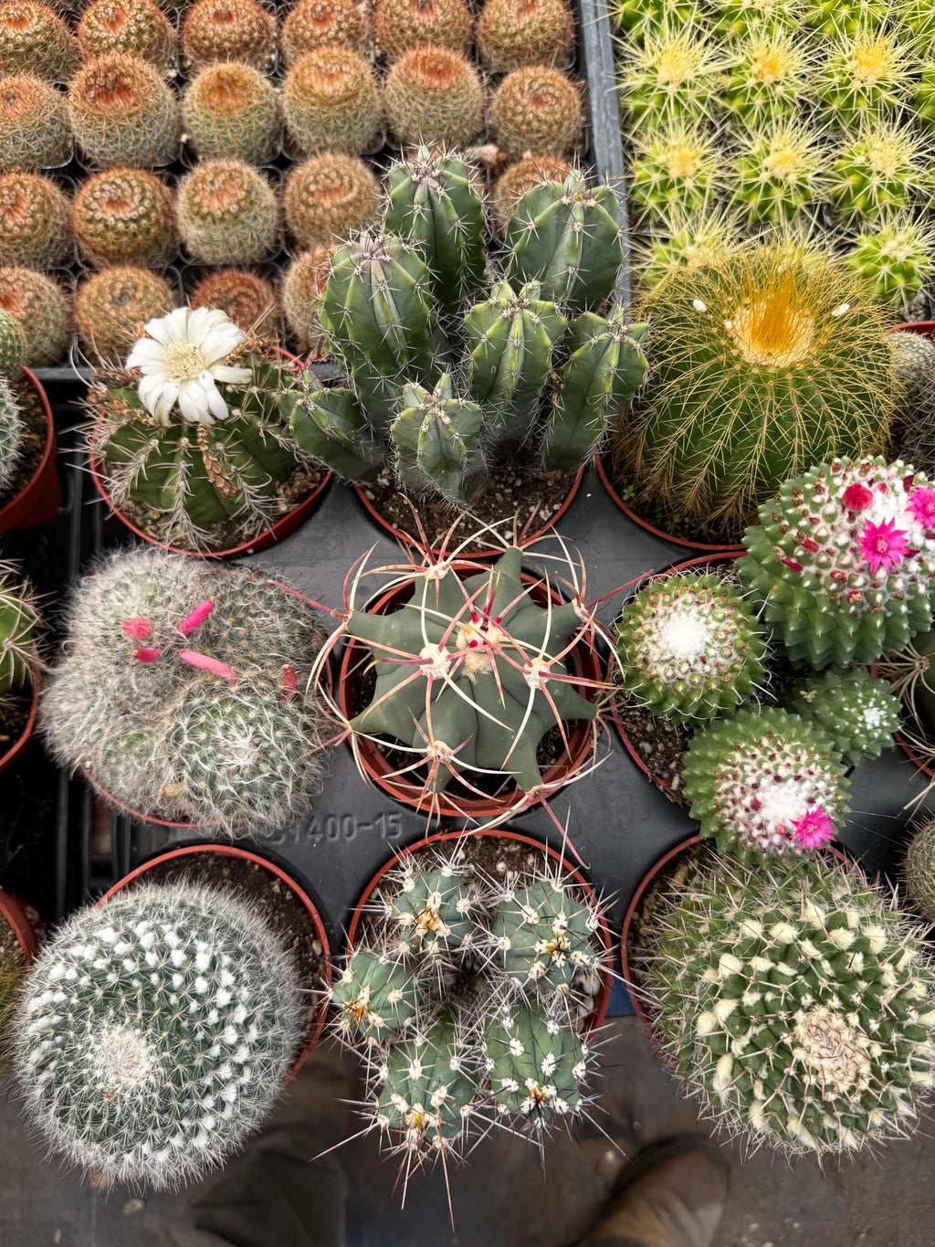 Live Cactus Plant Bundle (9 Pack) – Assorted Indoor Cacti
