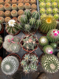 Live Cactus Plant Bundle (9 Pack) – Assorted Indoor Cacti